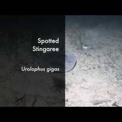 Silent footage of the Spotted Stingaree, <em>Urolophus gigas</em>.