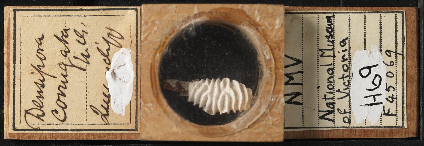 Bryozoan specimen in wooden microslide with handwritten labels.