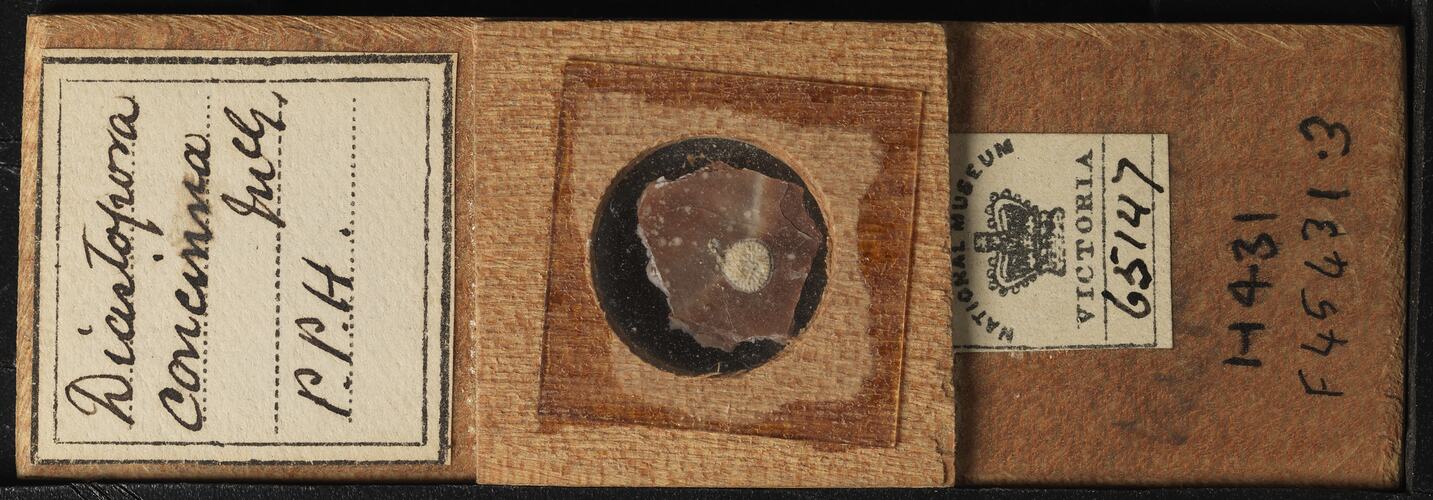 Bryozoan specimen in wooden microslide with handwritten labels.