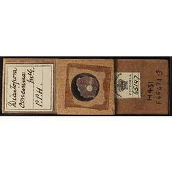 Bryozoan specimen in wooden microslide with handwritten labels.