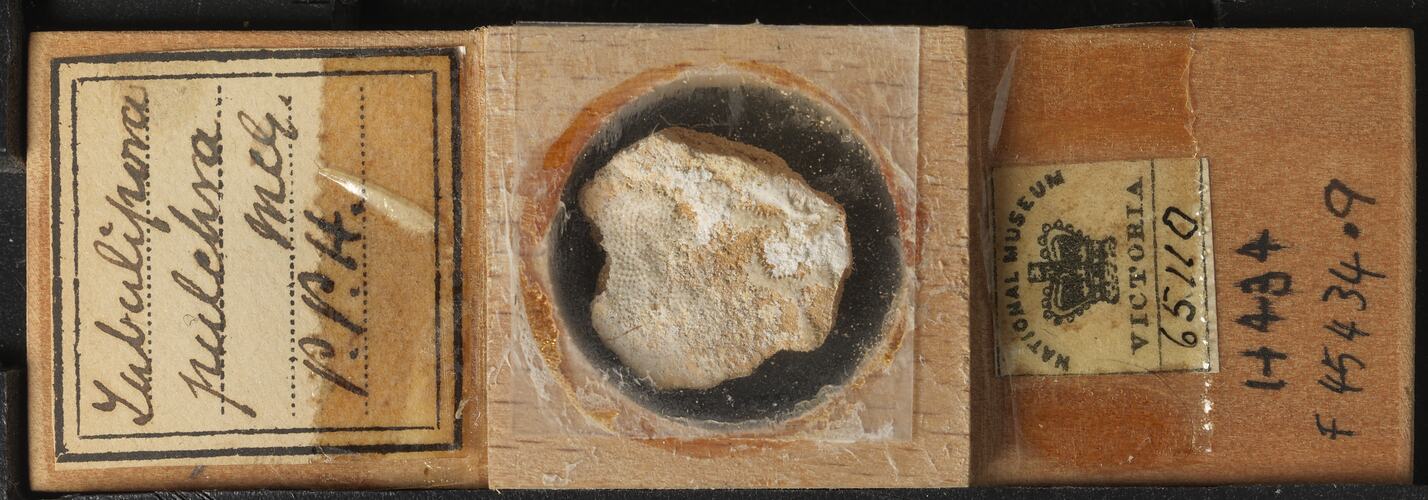 Bryozoan specimen in wooden microslide with handwritten labels.