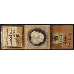Bryozoan specimen in wooden microslide with handwritten labels.