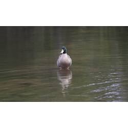 Duck in water.