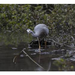 Grey bird standing in shallow water.
