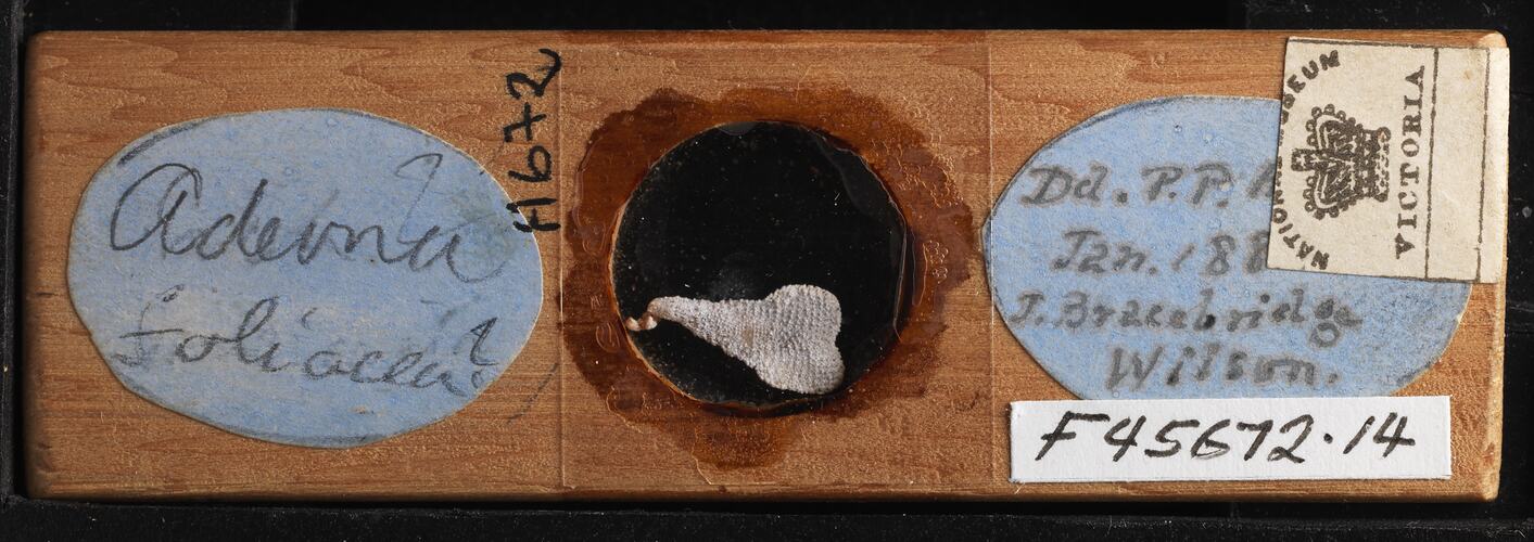 Top view of bryozoan specimen on wooden microslide.
