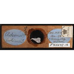 Top view of bryozoan specimen on wooden microslide.