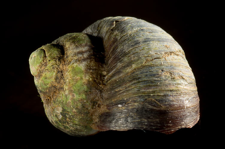 Side view of green-brown snail shell.
