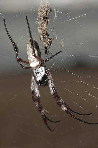 White and silver-gold spider on web.