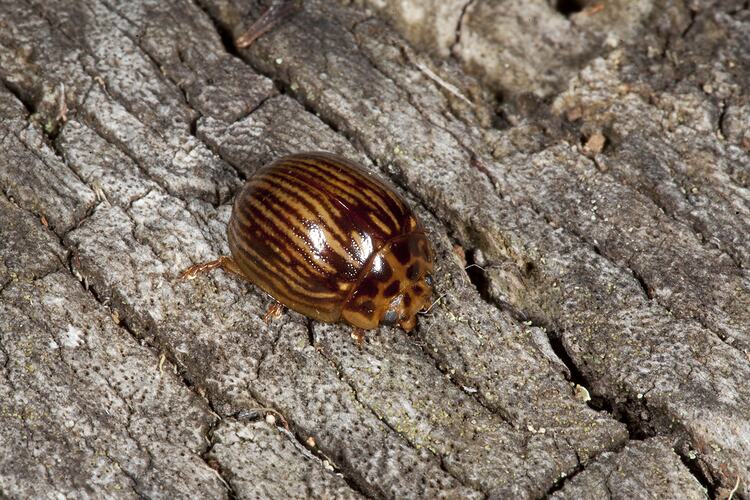 <em>Paropsisterna intacta</em>, leaf beetle. Budj Bim Cultural Heritage Landscape, Victoria.
