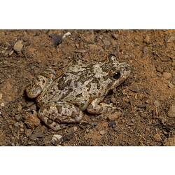 Spotted Marsh Frog.