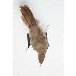 <em>Turdoides striatus somervillei</em>, Jungle Babbler, mount.  Registration no. 54721.
