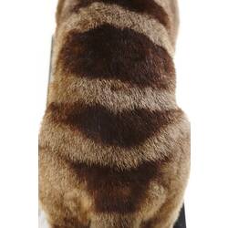 <em>Hemigalus derbyanus</em>, Banded Palm Civet, mounted specimen. Registration no. C 30007.