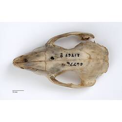 Bettong skull, with handwritten numbers, dorsal view.
