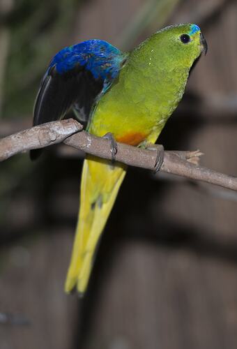 Yellow parrot with orange patch at base of belly on branch with blue wings spread.