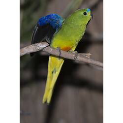<em>Neophema chrysogaster</em>, Orange-bellied Parrot