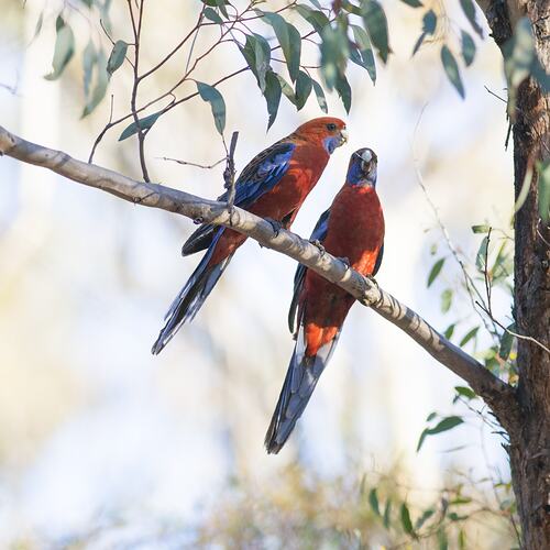 Two red and blue parrots sitting on branch.