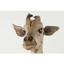 Detail of head of juvenile giraffe specimen, front view.