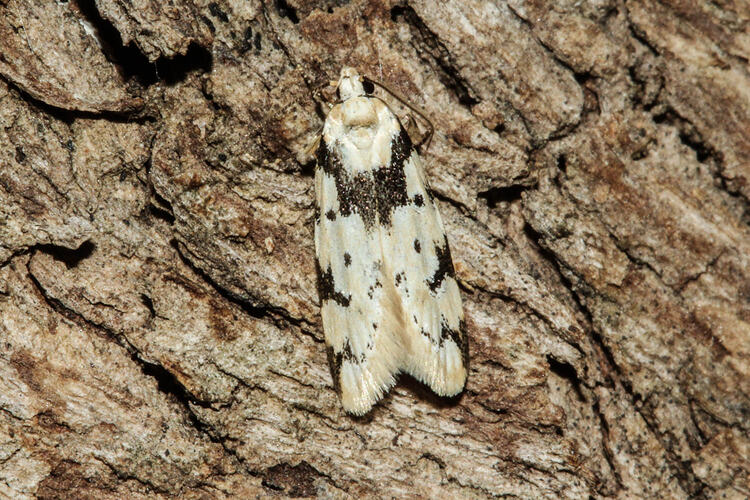 <em>Sympoecila delotypa</em>, moth. Murray Explored Bioscan.