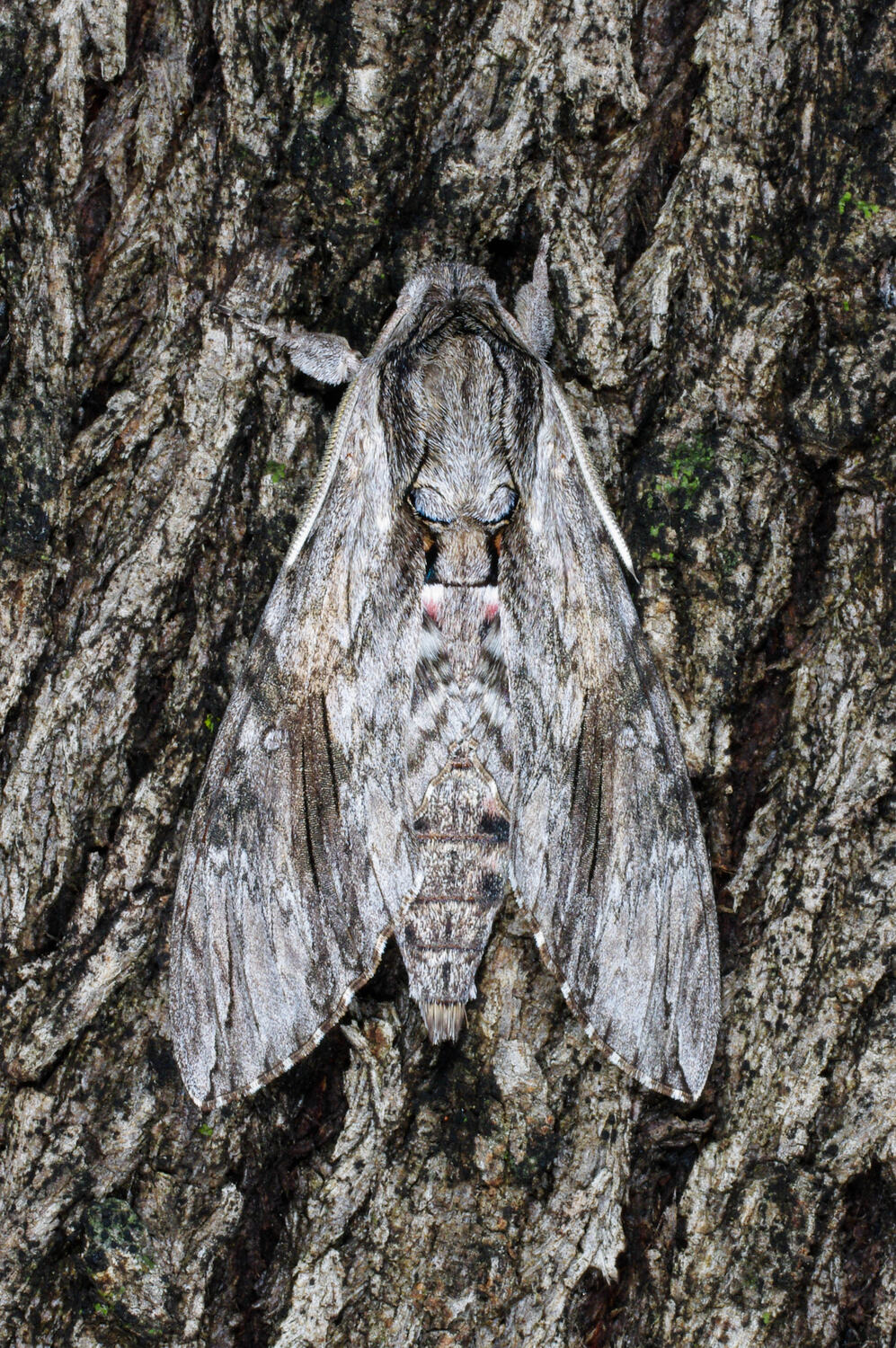 Hawk Moths - The Australian Museum