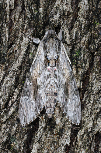 Pale moth on bark, wings laid back.