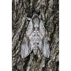 Pale moth on bark, wings laid back.