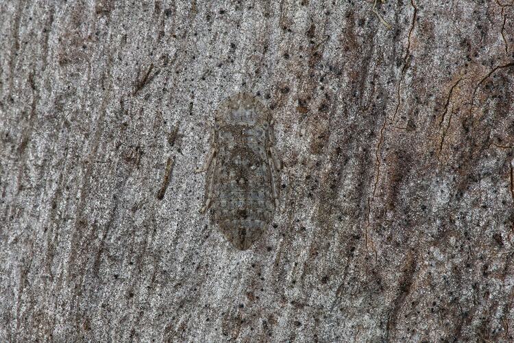 Family Cicadellidae, leafhopper. Neds Corner, Victoria.