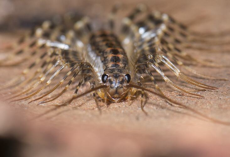 Close up front view of centipede.