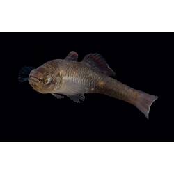 Carp Gudgeon.