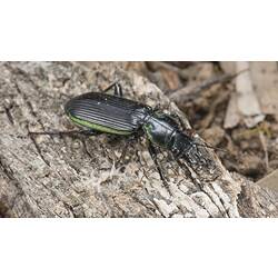Green-lined Ground Beetle.