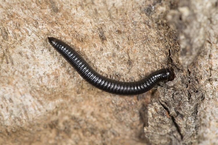 <em>Ommatoiulus moreleti</em>, Black Portugese Millipede. Murray Explored Bioscan.