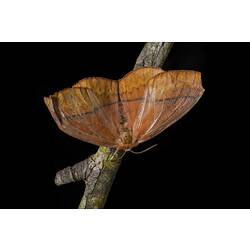 Orange moth.