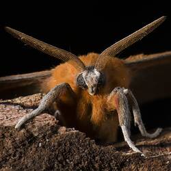 Close up of orange moth face.
