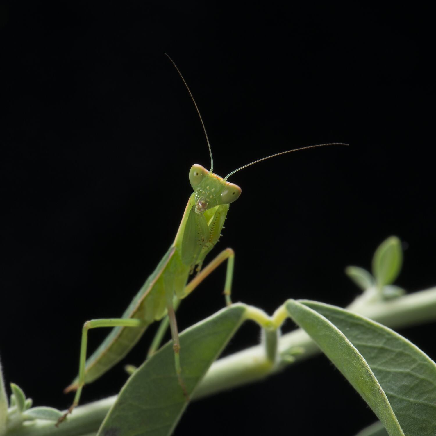 Orthodera ministralis (Fabricius, 1775), Green Mantid
