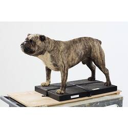 Taxidermied bulldog specimen.