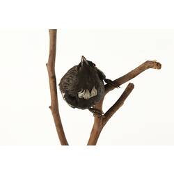 Black and white bird specimen mounted on branch,