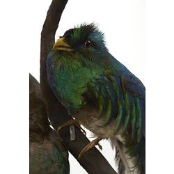 Taxidermy Mount - Resplendent Quetzal, <em>Pharomachrus mocinno mocinno</em>