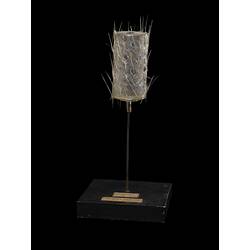 Blaschka glass model - Juvenile Sponge, <em>Sycon raphanus</em> Schmidt, 1862