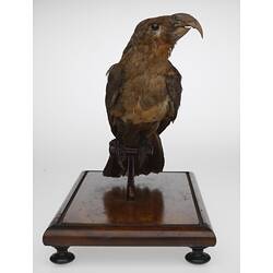 Front view of sharp-beaked, taxidermied bird.