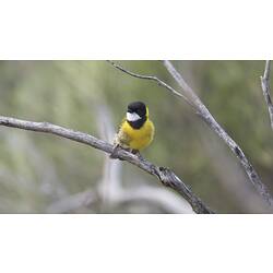 Yellow bird with black and white head on branch.