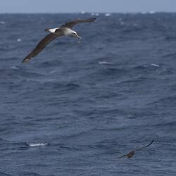 Sea birds in flight over open water.