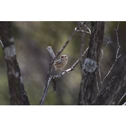 Brown bird with long tail on bare branch,