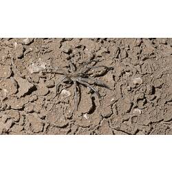 Grey-brown spider on ground.