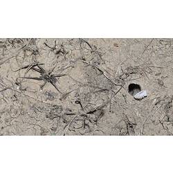 Wolf spider on ground to the left of burrow with hatch open.