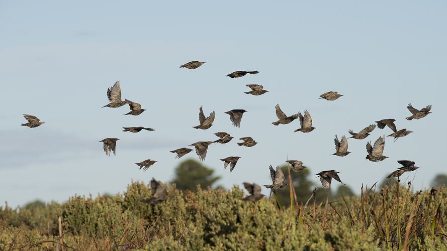 Flock of birds in flight.