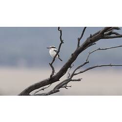 White bird on bare tree.