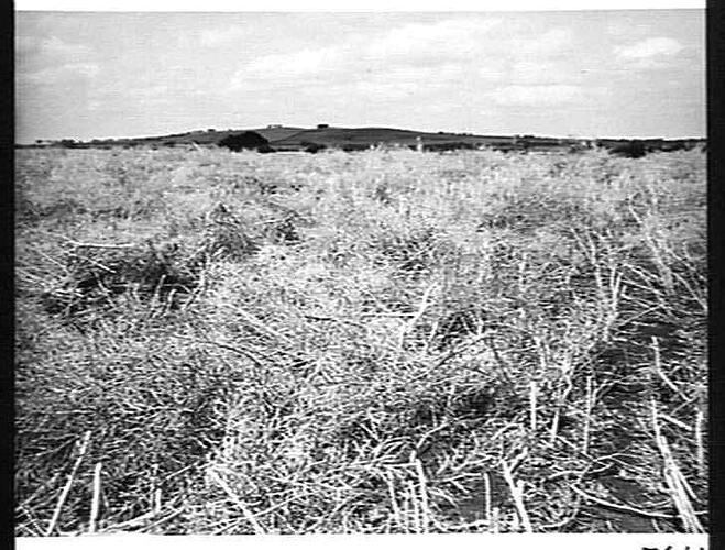 Photograph H.V. McKay Massey Harris, Farm Equipment Manufacture