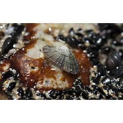 Limpet on rock.