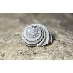 White snail shell on rock.