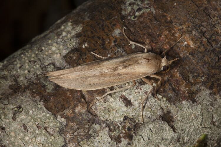<em>Calamidia hirta</em>, moth. Wilsons Promontory National Park, Victoria.