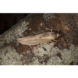 <em>Calamidia hirta</em>, moth. Wilsons Promontory National Park, Victoria.